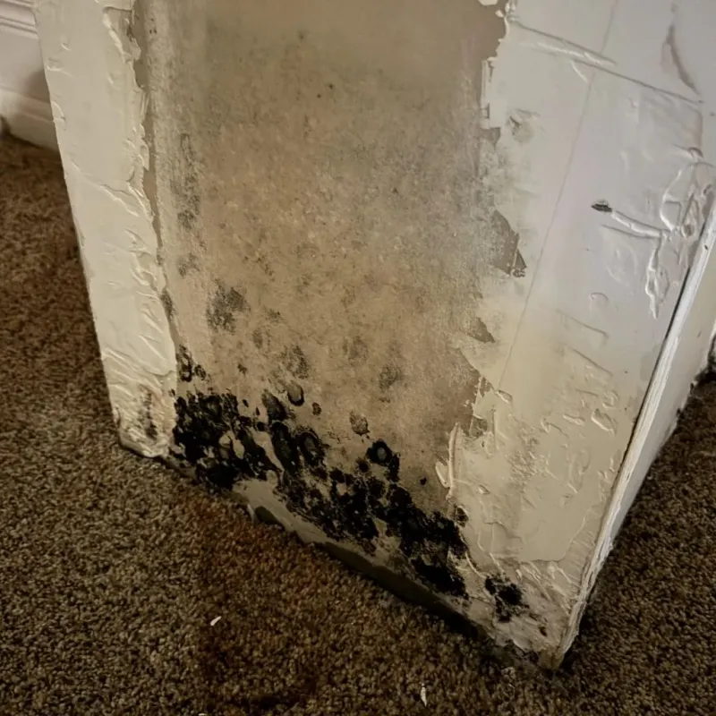 Professional Mold Removal in Deerfield, NH